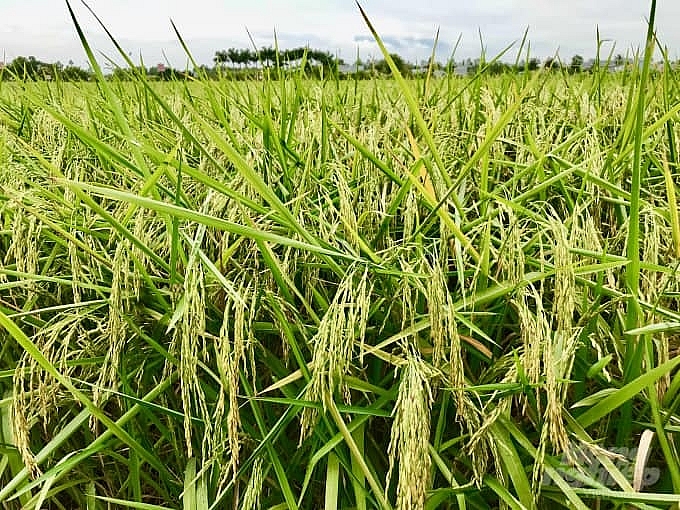 Giá lúa gạo hôm nay 6/3: Giá gạo xuất khẩu bất ngờ giảm 5 USD/tấn