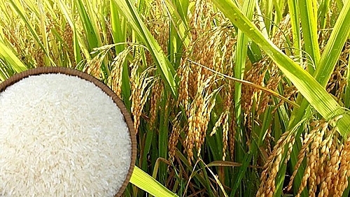 Giá lúa gạo hôm nay 24/3: Giá lúa gạo quay đầu giảm 200 đồng/kg