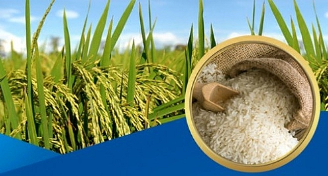 Giá lúa gạo hôm nay 24/8: Giá lúa bất ngờ tăng trở lại