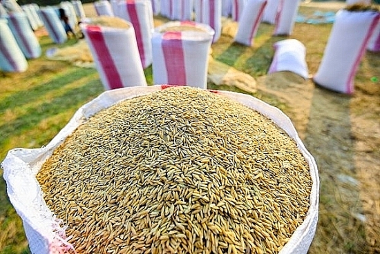 Giá lúa gạo hôm nay 4/5: Giá lúa ổn định, giá gạo xu hướng tăng