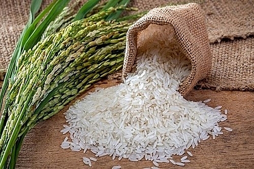 Giá lúa gạo hôm nay 9/11: Giá lúa tăng 200 đồng/kg