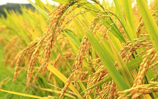 Giá lúa gạo hôm nay 1/9: Giá lúa gạo xu hướng tăng