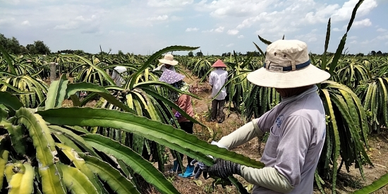Tăng giải pháp tìm đầu ra cho nông sản Đồng bằng sông Cửu Long