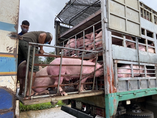Thêm 1.000 con heo Thái Lan được nhập khẩu về Việt Nam
