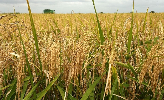 Giá lúa gạo hôm nay ngày 26/9: Giá lúa gạo đi ngang