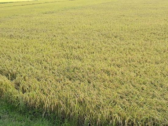 Giá lúa gạo hôm nay ngày 21/9: Giá xuất khẩu nhiều kỳ vọng sau EVFTA