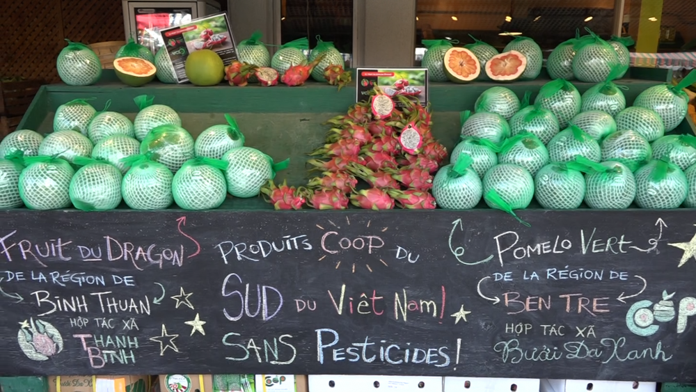 Thanh long và bưởi da xanh của hợp tác xã Việt “lên kệ” siêu thị tại Canada