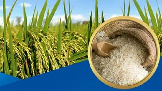 Giá lúa gạo hôm nay 11/10: Giá gạo nguyên liệu xuất khẩu bật tăng trở lại
