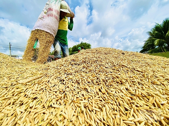 Giá lúa gạo hôm nay 21/10: Lúa Thu đông được giá, nhiều địa phương thu hoạch rộ