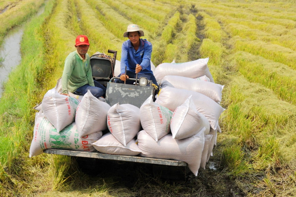Giá lúa gạo hôm nay 11/9 và nhìn lại tuần qua: Nhiều tin vui cho gạo Việt