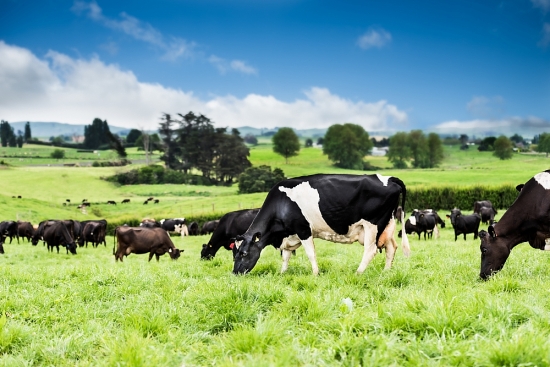 Nutifood hợp tác độc quyền với Fonterra đưa sữa 100% bò ăn cỏ tự nhiên về Việt Nam