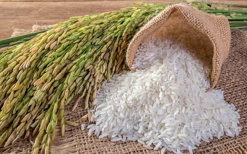 Giá lúa gạo hôm nay 29/11: Đầu tuần giá lúa đi ngang, giá gạo sụt giảm 300 đồng/kg