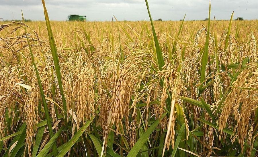 Giá lúa gạo hôm nay ngày 31/12: Giá lúa gạo biến động trái chiều