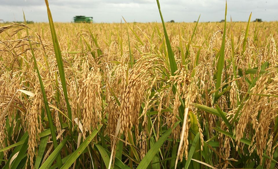 Giá lúa gạo hôm nay 9/2: Doanh nghiệp đẩy mạnh gom hàng