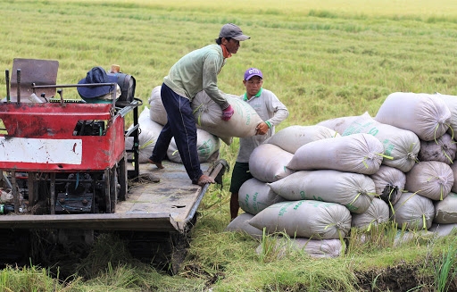 Giá lúa gạo hôm nay 13/3: Nhiều địa phương bước vào cao điểm thu hoạch