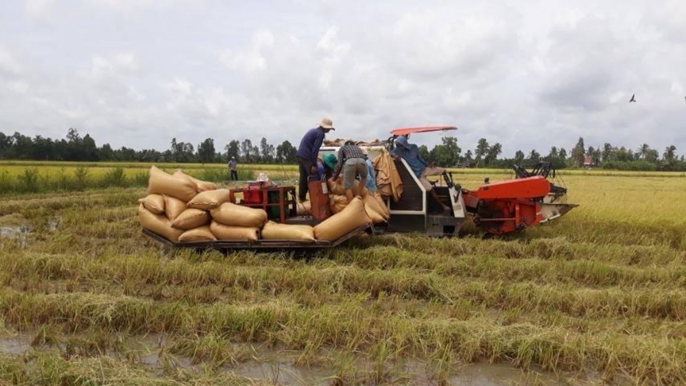 Giá lúa gạo hôm nay 13/6: Giá gạo tăng 100 đồng/kg