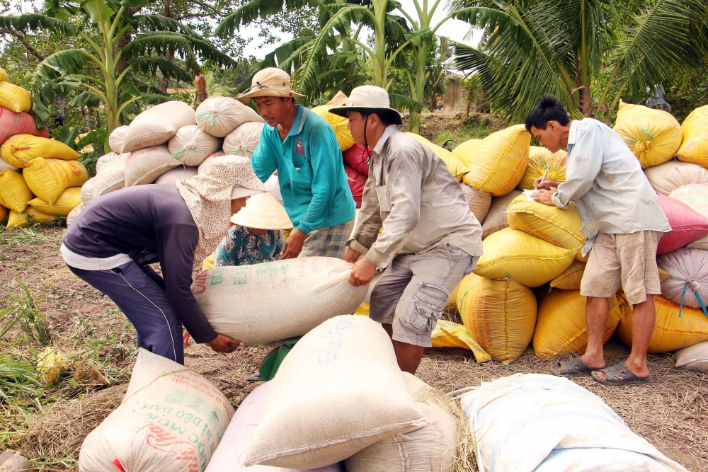 Giá lúa gạo hôm nay 15/6: Giá gạo tiếp tục tăng 100 đồng/kg