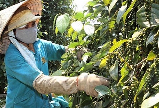 Giá tiêu hôm nay 17/4: Giá đi ngang, thương lái tích cực gom hàng để xuất sang Trung Quốc