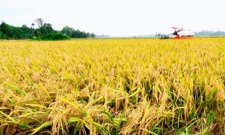 Giá lúa gạo hôm nay 26/5: Đơn hàng lạc quan giữ giá gạo xuất khẩu ổn định