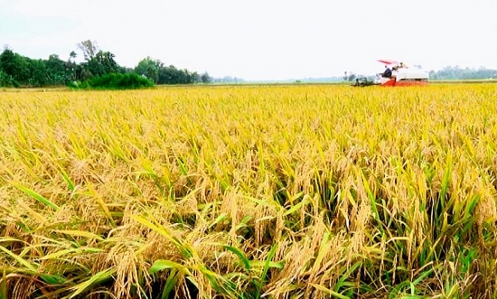 Giá lúa gạo hôm nay 17/2: Các kho mua nhiều, thị trường lúa gạo nhộn nhịp