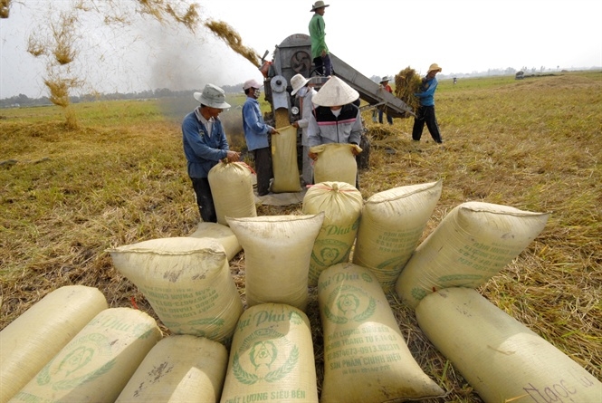 Giá lúa gạo hôm nay 7/4: Giá gạo xuất khẩu tăng 10 USD/tấn