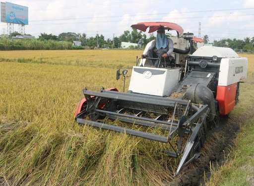 Giá lúa gạo hôm nay 3/2: Giá gạo xuất khẩu tăng 15 USD/tấn