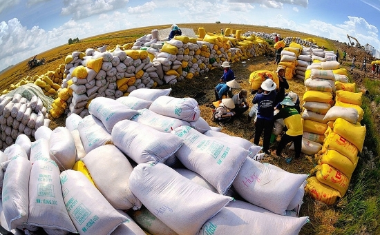 Giá lúa gạo hôm nay 13/6: Giảm 100 – 300 đồng/kg tại một số địa phương