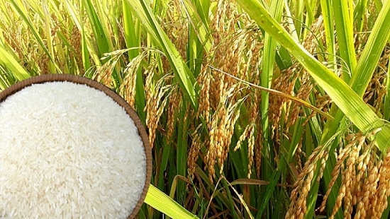 Giá lúa gạo hôm nay ngày 12/5 và tổng kết tuần qua: Biến động trái chiều giữa các mặt hàng