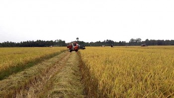 Giá lúa gạo hôm nay ngày 29/4: Giá gạo quay đầu giảm