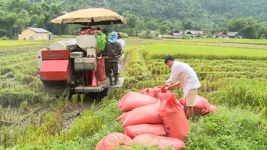 Giá lúa gạo hôm nay ngày 30/1: Giá gạo dứt đà giảm