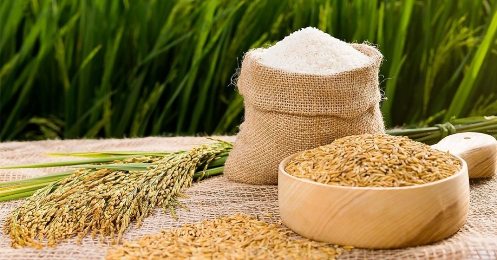 Giá lúa gạo hôm nay 118 Nguồn lúa hè thu cạn đồng giá ổn định