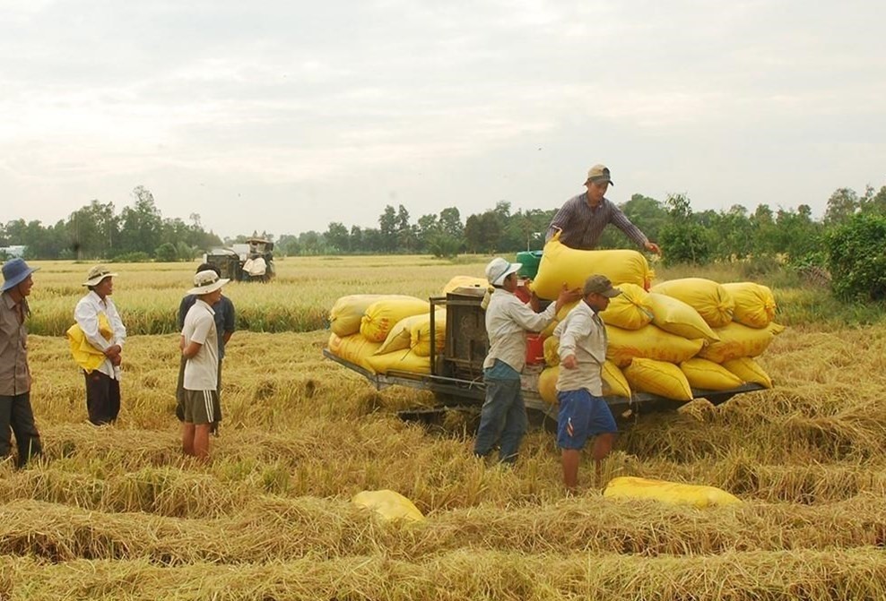 Giá lúa gạo hôm nay 23/8: Giá lúa nếp tăng 200 đồng/kg