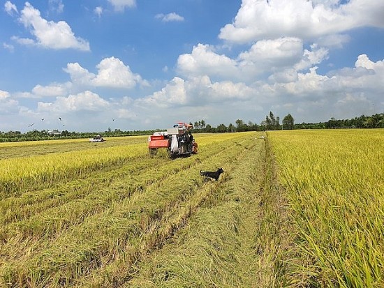 Giá lúa gạo hôm nay ngày 5/11 và tổng kết tuần qua: Giá gạo tăng 500 đồng/kg