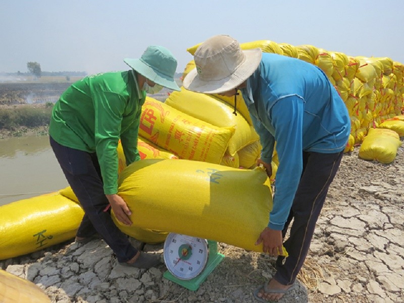 Giá lúa gạo hôm nay ngày 15/11: Doanh nghiệp đặt cọc lúa Đông Xuân 2024 với giá cao