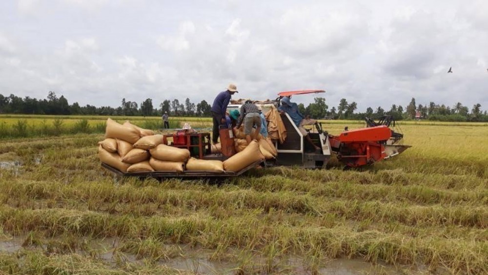 Giá lúa gạo hôm nay ngày 17/11: Nguồn cung thấp đẩy giá lúa neo cao