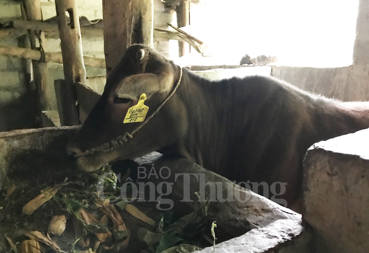 Bà con dân tộc Hà Giang  thoát nghèo nhờ bò giống của Viettel
