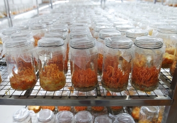 Ngân Đình Foods sản xuất và phân phối đông trùng hạ thảo chất lượng cao
