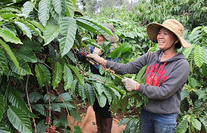 Canh tác cà phê “thông minh” nâng cao thu nhập cho bà con nông dân