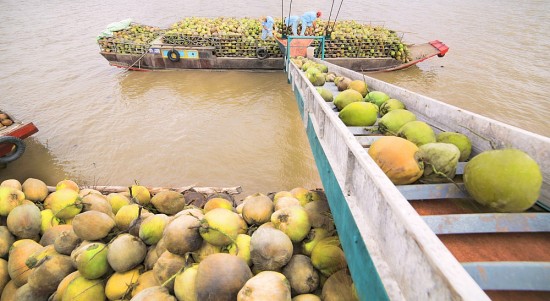 Sở Công Thương tỉnh Bến Tre đề xuất giải pháp tiêu thụ dừa