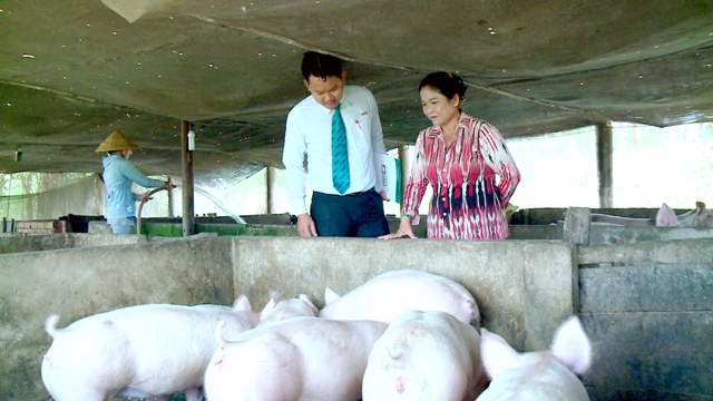 Kienlongbank giảm lãi suất vay cho các hộ chăn nuôi heo trên toàn quốc