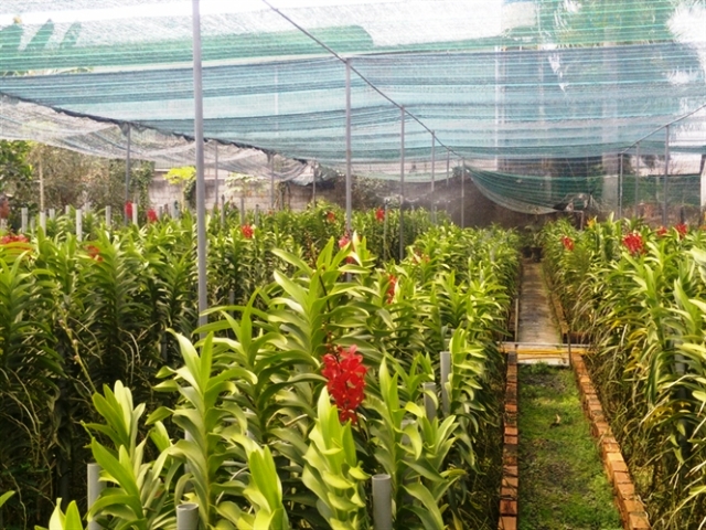 TP. Hồ Chí Minh đẩy mạnh phát triển nông nghiệp đô thị