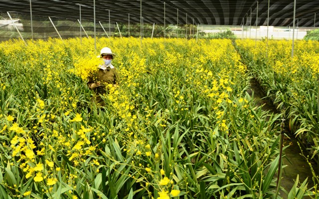 Lâm Đồng mở ra nhiều cơ hội thu hút đầu tư nông nghiệp công nghệ cao