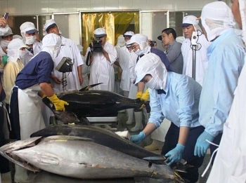 Thị trường xuất khẩu cá ngừ chuyển dịch sang Châu Á và Trung Đông