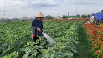 Năm 2020, ngành nông nghiệp TP.Hồ Chí Minh phấn đấu tăng trưởng GRDP 6%/năm