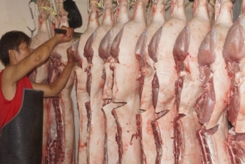 Nhiều địa phương phía Nam gấp rút tăng đàn để giảm giá thịt heo