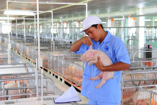 TP. Hồ Chí Minh: Cho tăng giá thịt heo bình ổn thị trường