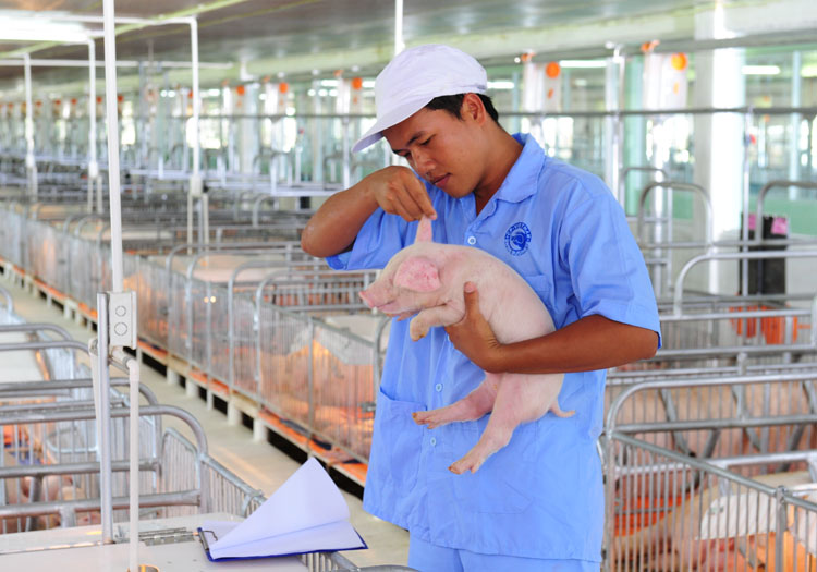Đồng Nai: Siết chặt quản lý trong ngành chăn nuôi heo
