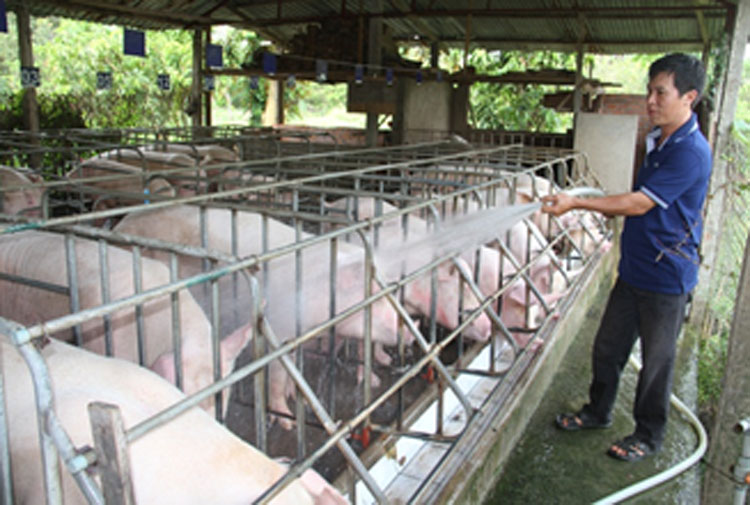 Đồng Nai: Siết chặt quản lý trong ngành chăn nuôi heo