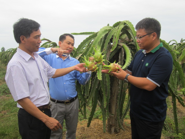 Bình Thuận giới thiệu thanh long với các doanh nhân ngay tại vườn