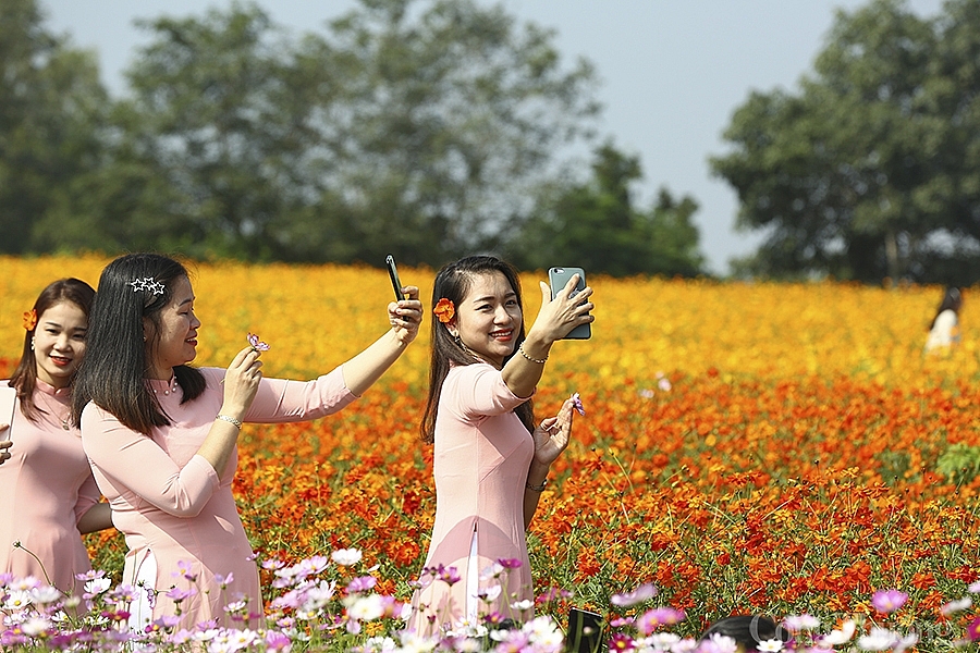 Nghệ An: Đồi hoa Xuân - nở rộ hút giới trẻ chụp ảnh 'check in'
